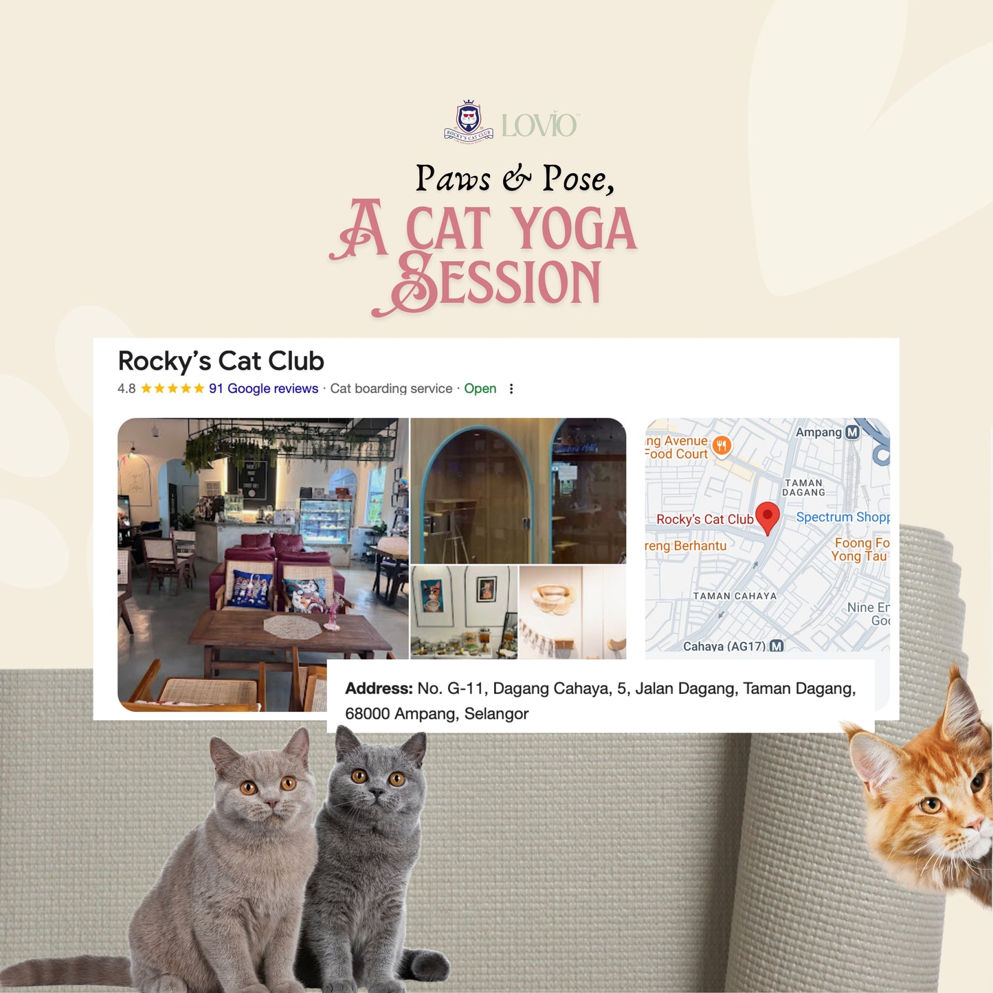 Paws & Pose: A Cat Yoga Morning